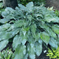 Silver Wedding Hosta Plants online shopping
