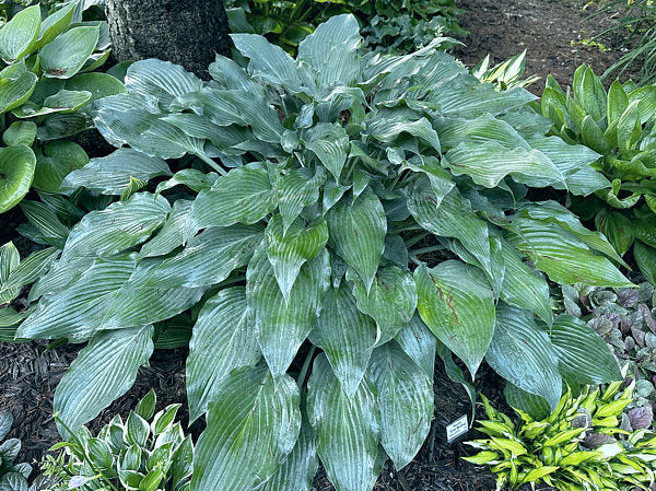 Silver Wedding Hosta Plants online shopping