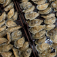 HNRY Oyster Seed VA aquaculture online shopping