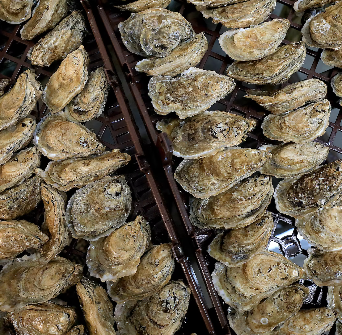 HNRY Oyster Seed VA aquaculture online shopping
