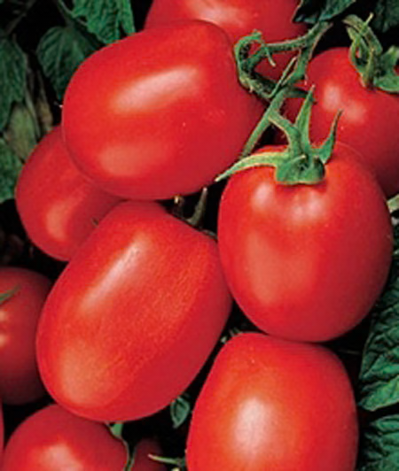 Optimax Roma Tomato