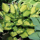 Volcano Island Hosta Plants online shopping
