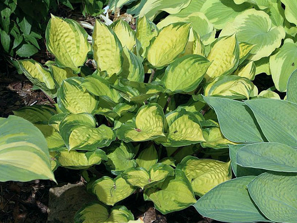 Volcano Island Hosta Plants online shopping