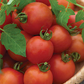 Red Racer Tomato