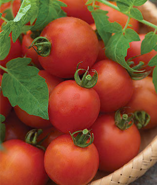 Red Racer Tomato