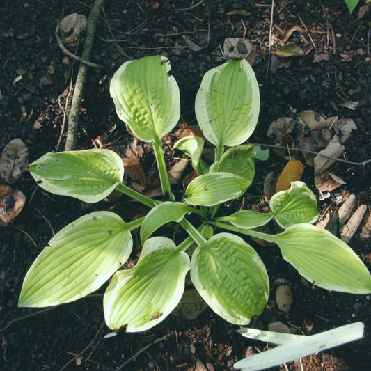 Snowbound Hosta Plants online shopping