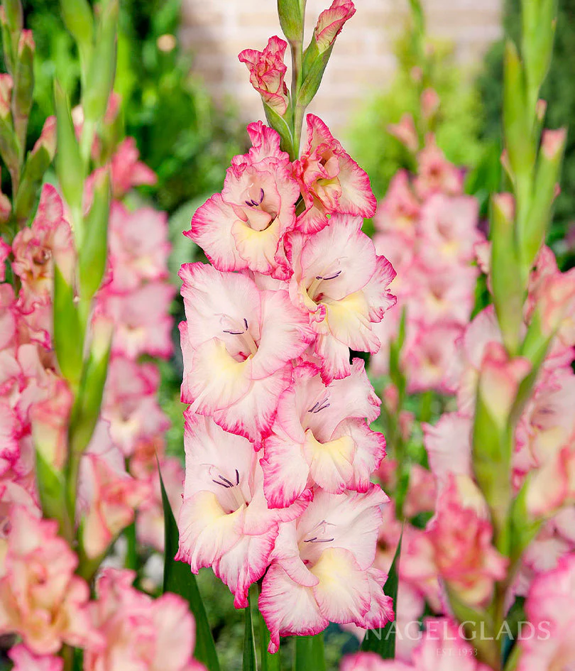 Priscilla Gladiolus Corms