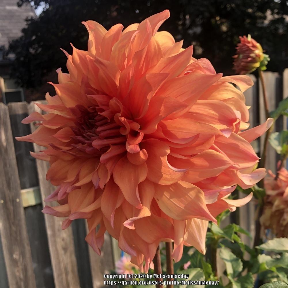 Steve Meggos Dahlia