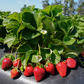 Florida Festival™ Short Day Strawberry
