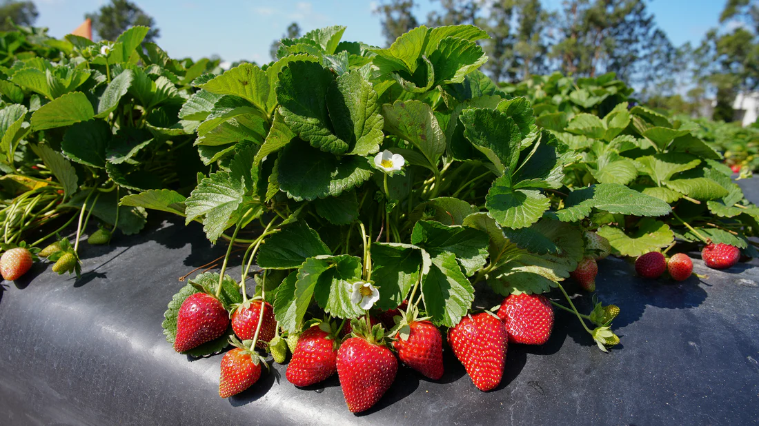 Florida Festival™ Short Day Strawberry