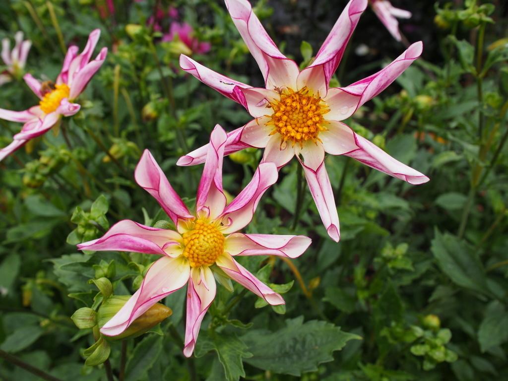 Willie Willie Dahlia