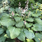 Florence Nightingale Hosta Plants online shopping