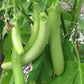 Thai Green Organic Aubergine