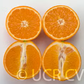 US Superna USDA 88-2 Mandarin Hybrid Budwood citrus plant material online shopping