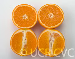 US Superna USDA 88-2 Mandarin Hybrid Budwood citrus plant material online shopping