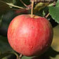 Chestnut Crab Apple