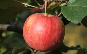 Chestnut Crab Apple