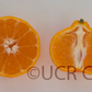 Seedless Kishu Mandarin Budwood citrus plant material online shopping