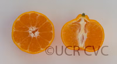Seedless Kishu Mandarin Budwood citrus plant material online shopping