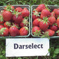 Darselect Mid Season Strawberry