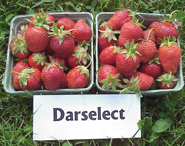 Darselect Mid Season Strawberry