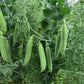 Parsley Pea
