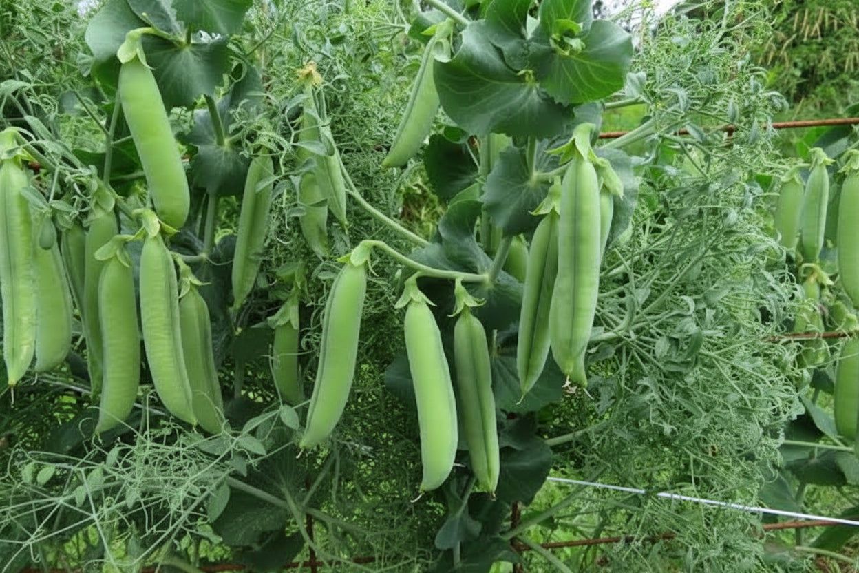 Parsley Pea