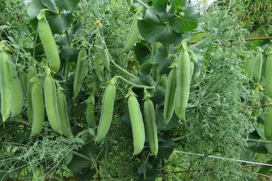 Parsley Pea Seeds online shopping