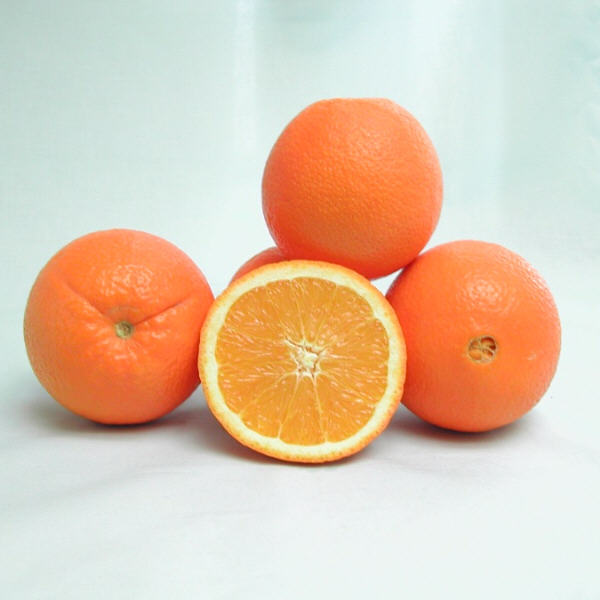 Gillette Navel Orange Budwood citrus plant material online shopping