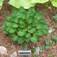 Teaspoon Hosta Plants online shopping