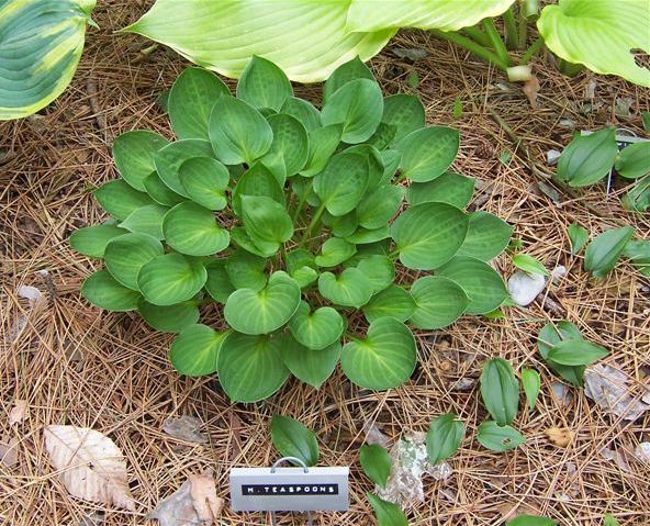 Teaspoon Hosta Plants online shopping