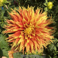 Show N Tell Dahlia