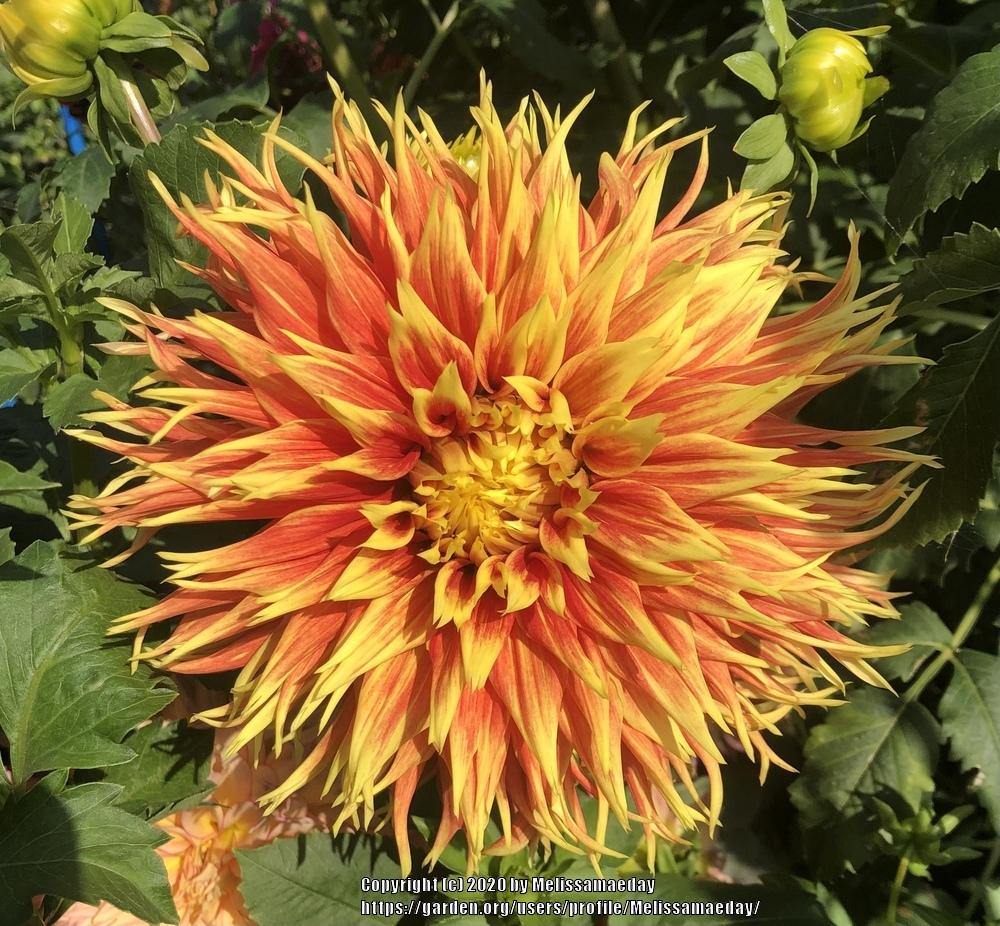 Show N Tell Dahlia