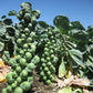 Gustus Brussels Sprout