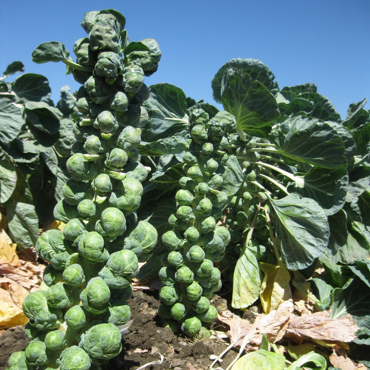 Gustus Brussels Sprout