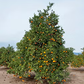 Robertson Old Line Navel Orange Budwood citrus plant material online shopping