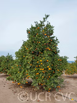 Robertson Old Line Navel Orange Budwood citrus plant material online shopping