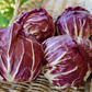 Perseo Chicory