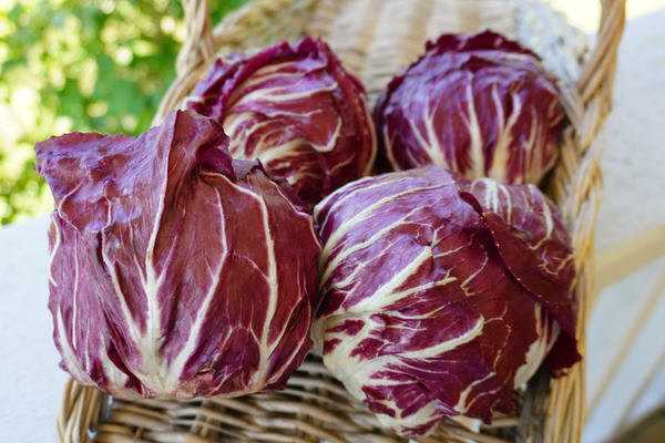 Perseo Chicory