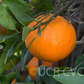 Koster Tangor Mandarin Budwood citrus plant material online shopping