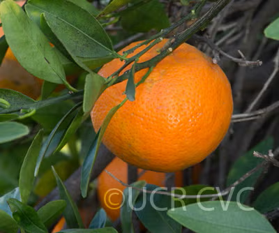 Koster Tangor Mandarin Budwood citrus plant material online shopping