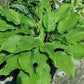 Chopsticks Hosta Plants online shopping