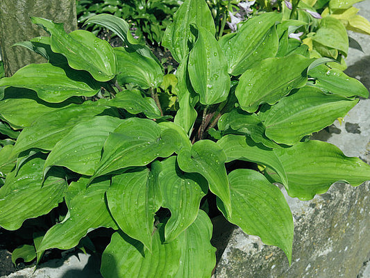 Chopsticks Hosta Plants online shopping