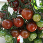 Sunchocola Cherry Tomato