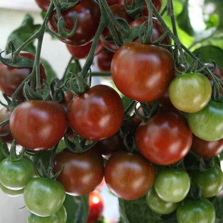 Sunchocola Cherry Tomato Seeds online shopping