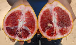 Valentine Pummelo Hybrid Budwood citrus plant material online shopping