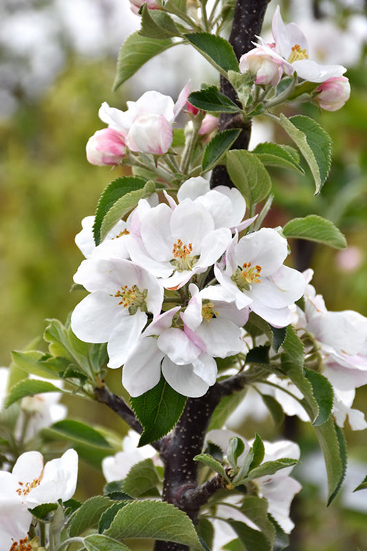Golden Sentinel™ Columnar Apple