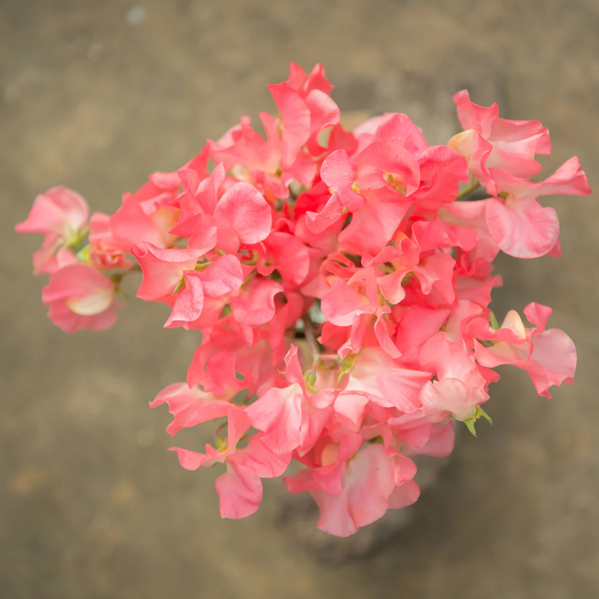 Valerie Harrod Sweet Pea seeds online shopping