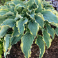 Voices In The Wind Hosta Plants online shopping