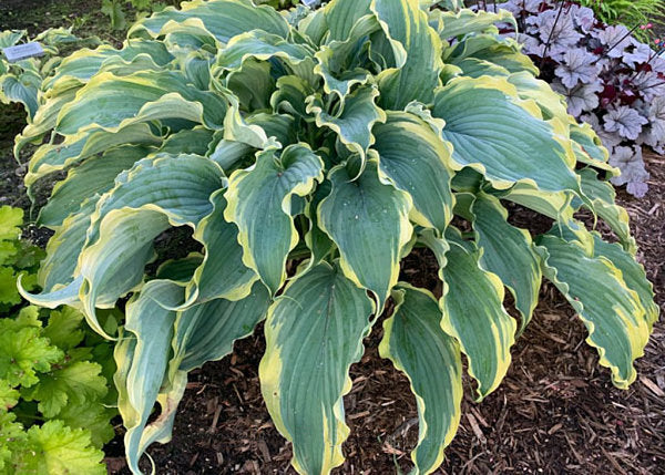 Voices In The Wind Hosta Plants online shopping